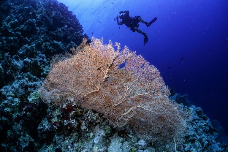 Imagem de 5 de setembro de 2018 de recife de coral no Mar Vermelho - AFP/Arquivos