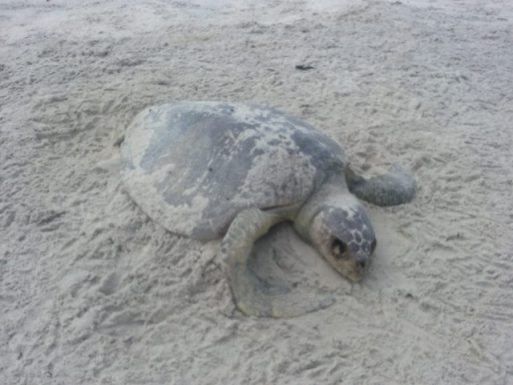 Tartaruga oliva é encontrada morta em praia de litoral do sul da Bahia — Foto: Projeto A-Mar