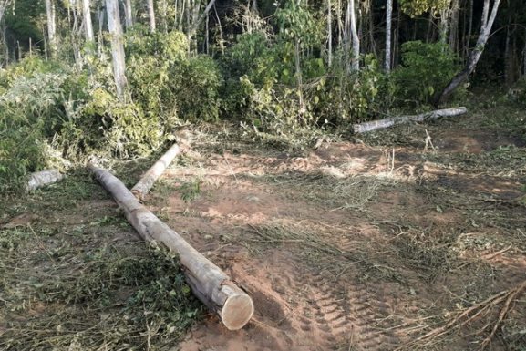 Vegetação em área de floresta derrubada com tratores — Foto: Ibama/Divulgação