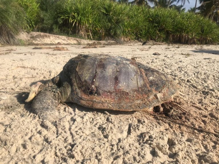 Tartaruga foi encontrada morta na Praia do Sargi, no sul da Bahia — Foto: Divulgação/Projeto A-mar