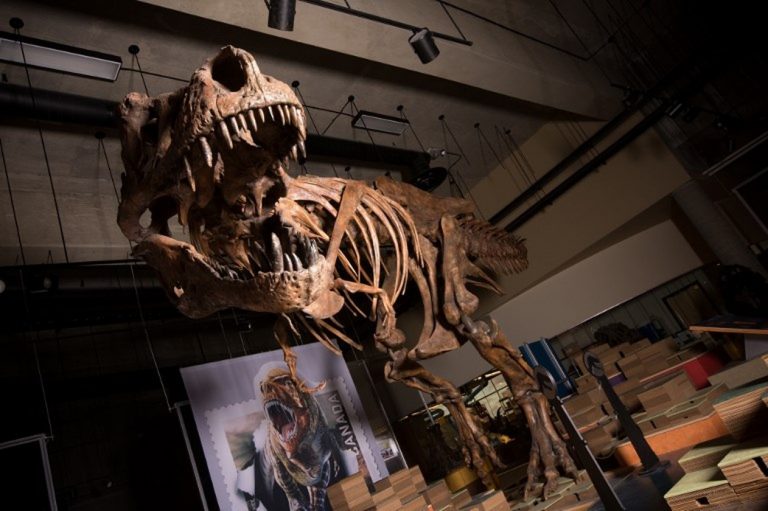O tiranossauro rex aterrorizou suas presas durante o período Cretáceo — Foto: AFP PHOTO / UNIVERSITY OF ALBERTA / AMANDA KELLEY