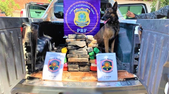 Cão farejador encontra cerca de 30 kg de substância semelhante a cocaína na BR-407 — Foto: Divulgação/PRF