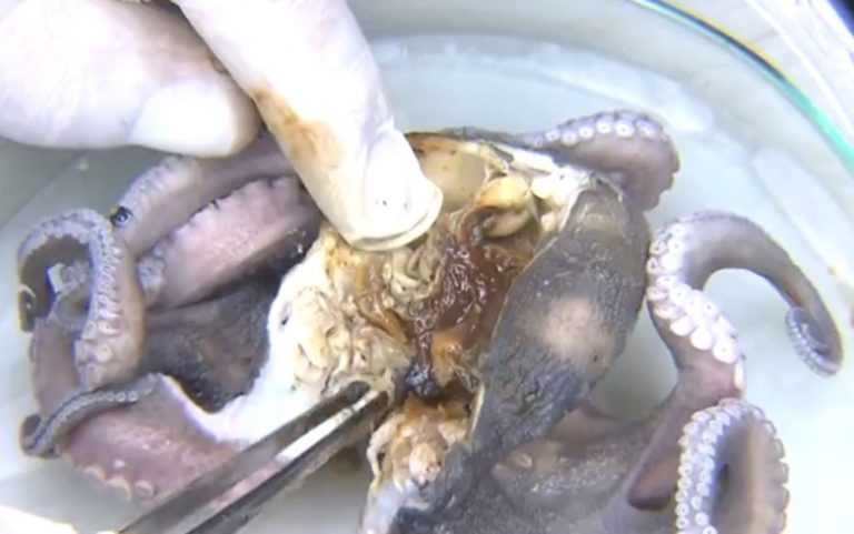 Pesquisa da Ufba também analisou moluscos, como o polvo — Foto: Reprodução/TV Bahia