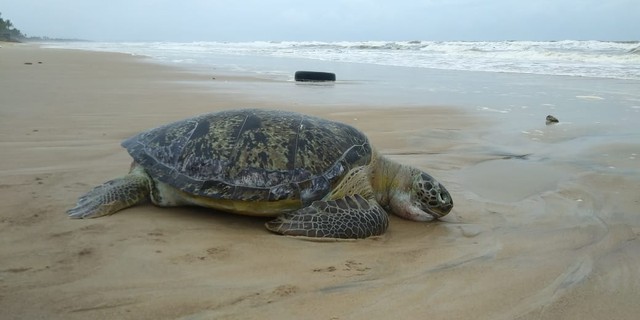 Tartaruga marinha achada morta em Ilhéus tem mais de um metro — Foto: Projeto (A)mar
