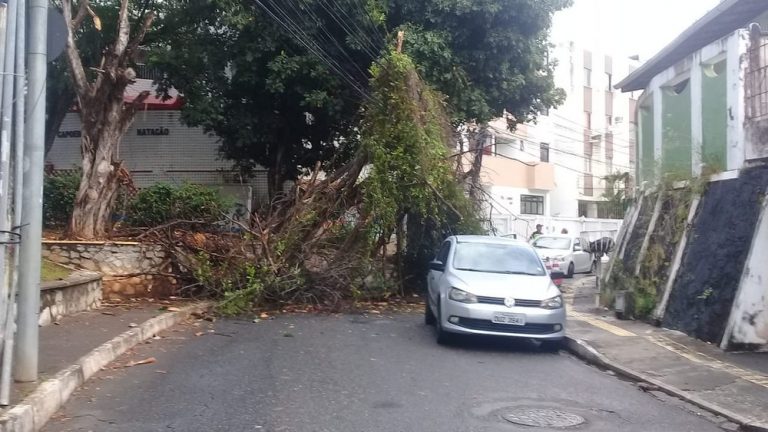 Árvore caiu e interditou pista no Rio Vermelho — Foto: Cid Vaz/TV Bahia