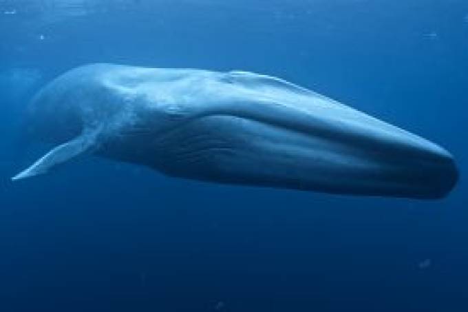 A baleia azul, maior mamífero da Terra, cujo corpo pode alcançar 30 metros de comprimento (Mike Johnson/ Australian Government/Reprodução)