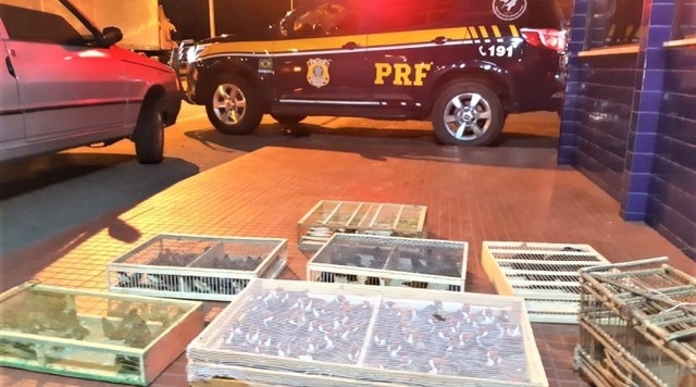 Cerca de 500 pássaros silvestres são apreendidos dentro de carro em fiscalização da polícia na BA — Foto: Polícia Rodoviária Federal/Divulgação